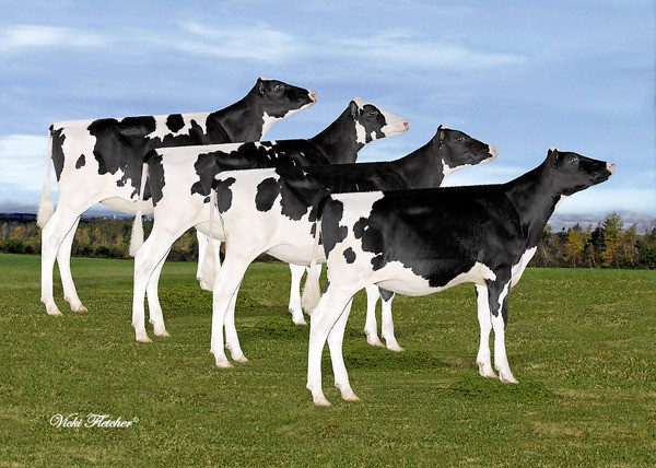 Groupe de Shottle de Lover