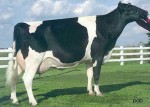 Comestar Model Mikey Laudan VG-87 1*