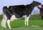 Comestar Igniter Loriana VG-86 14*